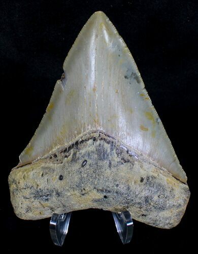 Serrated Megalodon Tooth - North Carolina #18400